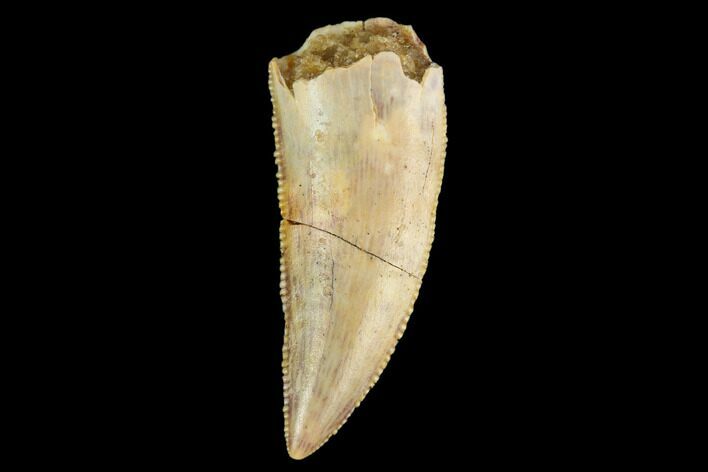 Serrated, Raptor Tooth - Real Dinosaur Tooth #124882